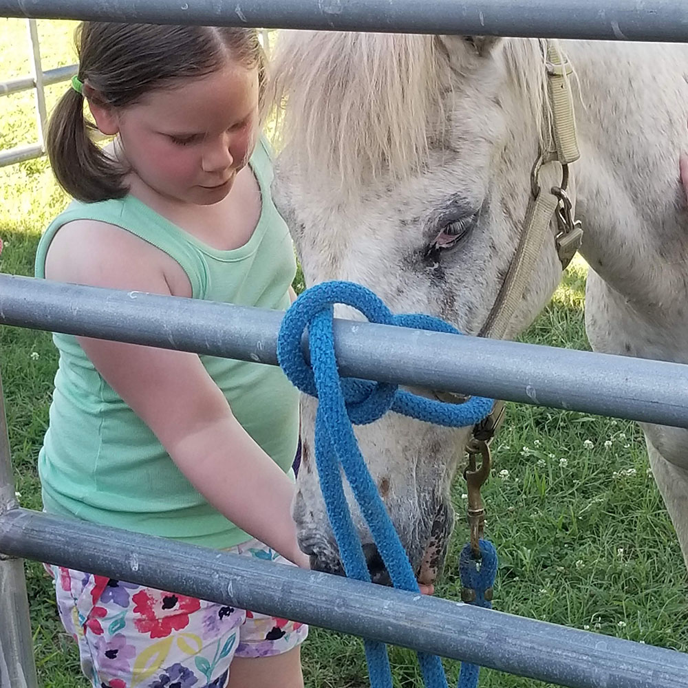 Equine 4